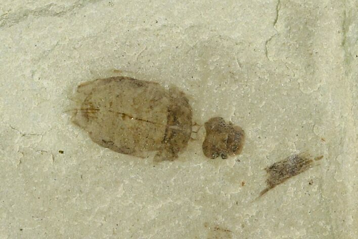 Beetle Fossil- Green River Formation, Utah #101653